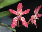 Carica l'immagine nel visualizzatore Galleria, Renanstylis Arizona Star (Renanthera bella × Rhynchostylis gigantea)