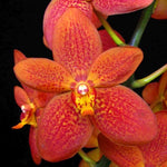 Carica l'immagine nel visualizzatore Galleria, Renantanda Paul Gumos (Vanda Kulwadee Fragrance x Renanthera philippinensis)