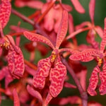Carica l'immagine nel visualizzatore Galleria, Renanthera King Crimson (philippinensis × monachica)