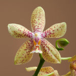 Carica l'immagine nel visualizzatore Galleria, Phalaenopsis rheingold x pallens