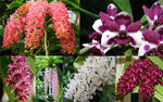 Load image into Gallery viewer, Rhynchostylis gigantea Mix - XXL