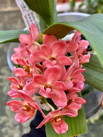 Carica l'immagine nel visualizzatore Galleria, Rhynchostylis gigantea orange