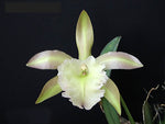 Carica l'immagine nel visualizzatore Galleria, Rhyncholaelia Aristocrat (Rl. digbyana x Rl. glauca)