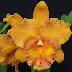 Carica l'immagine nel visualizzatore Galleria, RLC Spanish Eyes 'Sui' (Rlc. Apricot Flare x Rlc. Memoria Wang Tzu-Chang)