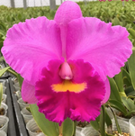 Carica l'immagine nel visualizzatore Galleria, Rhyncholaeliocattleya Shinfong Pink 'Pink Lady' SM/TOGA