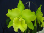 Carica l'immagine nel visualizzatore Galleria, RLC Sung Ya Green (Rlc. Ports of Paradise x Rlc. Meadow Mor