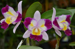 Carica l'immagine nel visualizzatore Galleria, Rhyncholaeliocattleya Taiwan Smiley