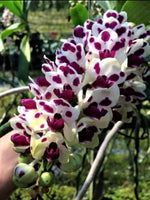 Load image into Gallery viewer, Rhynchostylis gigantea Mix - XXL