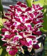 Load image into Gallery viewer, Rhynchostylis gigantea Mix - XXL