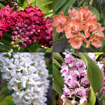 Carica l'immagine nel visualizzatore Galleria, Rhynchostylis gigantea Mix