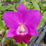 Carica l'immagine nel visualizzatore Galleria, Rhyncholaeliocattleya Chialin 'Red Cat'