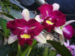 Carica l'immagine nel visualizzatore Galleria, Rhyncholaeliocattleya Chyong Guu Linnet 'Smile'