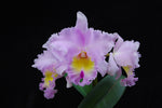 Carica l'immagine nel visualizzatore Galleria, Rhyncholaeliocattleya Pamela Hetherington 'Coronation' FCC/AOS (C. Paradisio x Rlc. Mount Anderson)