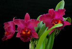 Carica l'immagine nel visualizzatore Galleria, Rhyncholaeliocattleya Sanyung Ruby 'Guanlong' AM/AOS