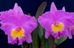 Carica l'immagine nel visualizzatore Galleria, Rhyncholaeliocattleya Triumphal Coronation 'Seto' (C. Drumbeat x Rlc. Pamela Hetherington)