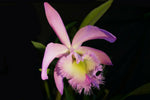 Carica l'immagine nel visualizzatore Galleria, Rhyncholaeliocattleya Duh's White 'Peppa Pig' (Rl. digbyana × Rlc. Mount Hood)