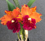 Carica l'immagine nel visualizzatore Galleria, Rhyncholaeliocattleya Hey Song 'Flame Dance'