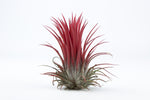 Carica l'immagine nel visualizzatore Galleria, Tillandsia Ionantha red