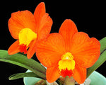 Carica l'immagine nel visualizzatore Galleria, RTH Angel Voice 'Big Mama' (Rth. Shinfong Little Love x C. coccinea)