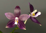 Carica l'immagine nel visualizzatore Galleria, Phalaenopsis tetraspis f. livida 'Faerie's Little Sister'