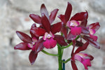 Carica l'immagine nel visualizzatore Galleria, Cattlianthe Sagarik Wax 'African Beauty' (C. Summerland Girl x Ctt. Chocolate Drop)
