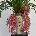 Carica l'immagine nel visualizzatore Galleria, Cymbidium Cascade 'Sakura'