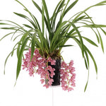 Carica l'immagine nel visualizzatore Galleria, Cymbidium Cascade 'Sakura'