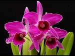 Carica l'immagine nel visualizzatore Galleria, Cattleya (syn. Laelia) purpurata f. sanguinea - Br Orquidea