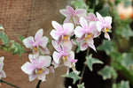 Carica l'immagine nel visualizzatore Galleria, Phalaenopsis schilleriana (silver leaves) × stuartiana var. nobilis