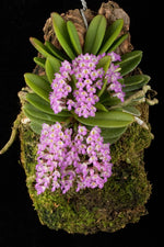 Carica l'immagine nel visualizzatore Galleria, Schoenorchis fragrans