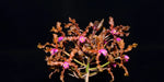 Carica l'immagine nel visualizzatore Galleria, Schomburgkia wallisii (syn. L. colombiana)