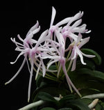 Carica l'immagine nel visualizzatore Galleria, Neofinetia falcata 'Seikai' 青海