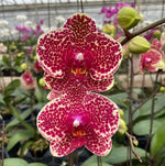 Carica l'immagine nel visualizzatore Galleria, Phalaenopsis OX Red Sesame
