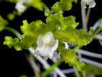 Carica l'immagine nel visualizzatore Galleria, Schomburgkia crispa f. alba (syn. L. marginata f. alba)