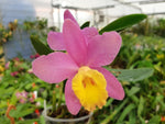 Carica l'immagine nel visualizzatore Galleria, Sophrocattleya Crystelle Smith 'N.R' HCC/AOS (Beufort x loddigesii)