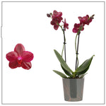 Carica l'immagine nel visualizzatore Galleria, Phalaenopsis Sogo Relex