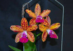 Carica l'immagine nel visualizzatore Galleria, Cattleya Leopard Lou 'Satay'