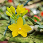 Carica l'immagine nel visualizzatore Galleria, Sophronitis cernua f. aurea (Yellow Magic x Multi Yellow)