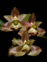 Carica l'immagine nel visualizzatore Galleria, Bulbophyllum pectinatum