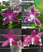 Carica l'immagine nel visualizzatore Galleria, Phalaenopsis speciosa 'Plaid'