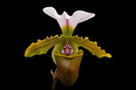 Carica l'immagine nel visualizzatore Galleria, Paphiopedilum spicerianum