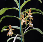 Carica l'immagine nel visualizzatore Galleria, Staurochilus fasciatus