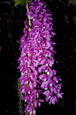 Carica l'immagine nel visualizzatore Galleria, Dendrobium (supernestor s/a x parishii s/a)