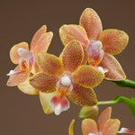Carica l'immagine nel visualizzatore Galleria, OFFERTA ORCHIDEE RICADENTI