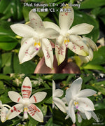 Carica l'immagine nel visualizzatore Galleria, Phalaenopsis tetraspis 'C1' × 'Mr. Huang'