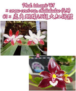 Carica l'immagine nel visualizzatore Galleria, Phalaenopsis tetraspis 'C1' × cornu-cervi var. chattaladae (4N)