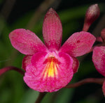 Carica l'immagine nel visualizzatore Galleria, Tetratonia Dark Prince (Broughtonia sanguinea × Tetramicra canaliculata)