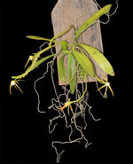 Carica l'immagine nel visualizzatore Galleria, Thrixspermum centipeda