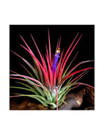 Carica l'immagine nel visualizzatore Galleria, Tillandsia Ionantha red