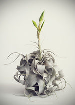 Carica l'immagine nel visualizzatore Galleria, Tillandsia xerographica